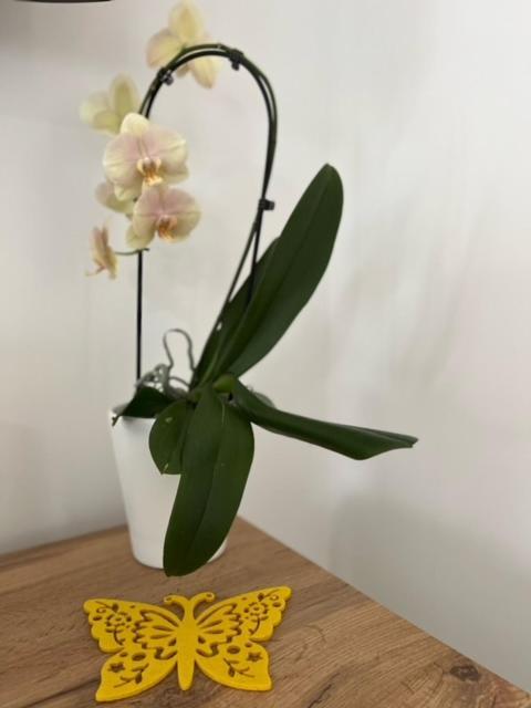 Apartma Ela Zgornje Gorje ภายนอก รูปภาพ